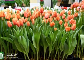 Tulipa Triple A ® (1)